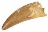 Serrated, Carcharodontosaurus Tooth - Gorgeous Enamel #191937-1